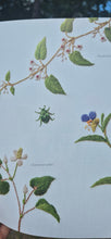 Last inn bildet i Galleri-visningsprogrammet, Bok, Embroidered Wildflowers, Kazuko Aoki, (Engelsk)

